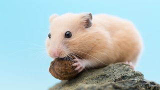 夢占い 斧 おの の夢に関する15の意味とは Spibre