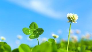 夢占い 蝶の夢に関する26の意味とは Spibre