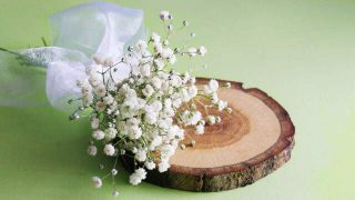 花言葉 カンパニュラ 風水で運気アップ 誕生花とスピリチュアルな伝説について Spibre