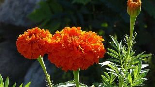 花言葉 ネモフィラ 誕生花やスピリチュアルな話と開運について Spibre