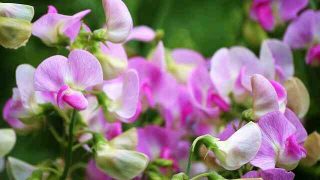 花言葉 ヒトリシズカ 風水で運気アップ 誕生花とスピリチュアルな伝説について Spibre