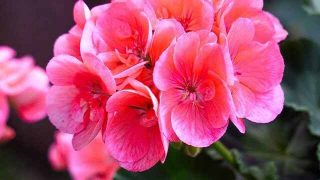 花言葉 カンパニュラ 風水で運気アップ 誕生花とスピリチュアルな伝説について Spibre