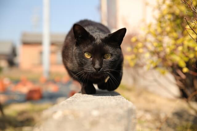 黒猫にまつわるスピリチュアルな意味やサインとは  SPIBRE