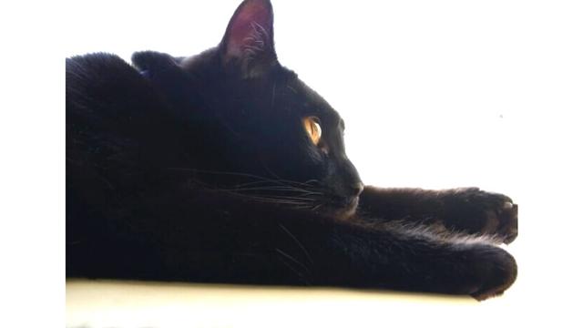 黒猫,スピリチュアル,基本的な意味
