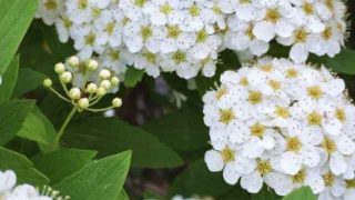 花言葉 マドンナリリー 風水で運気アップ 誕生花とスピリチュアルな伝説について Spibre