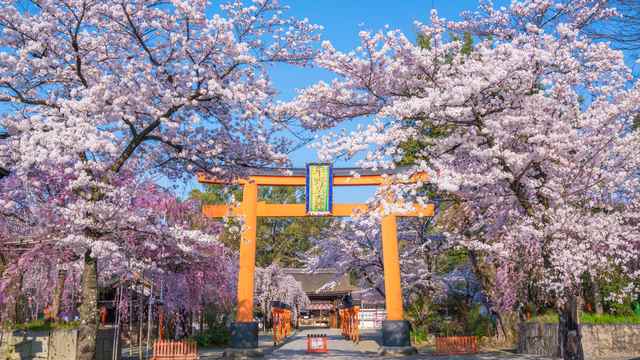 桜,神社