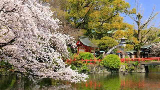 桜,神社