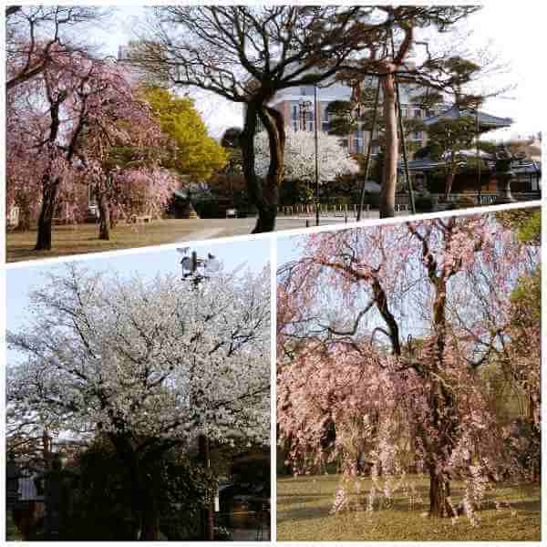 護国寺,境内の桜