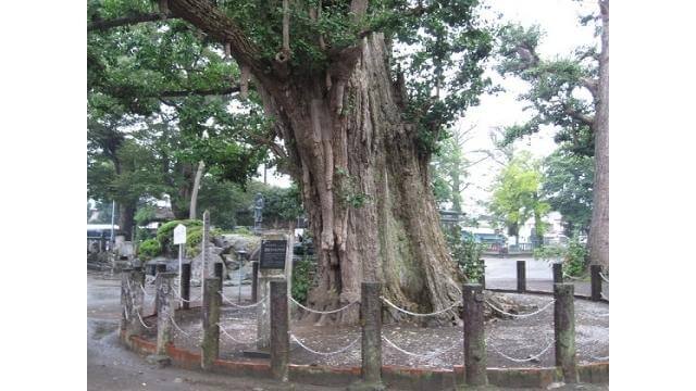 坂東5番,勝福寺,大イチョウ