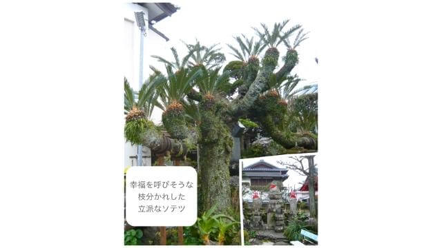四国25番札所,津照寺,大師堂前の庭