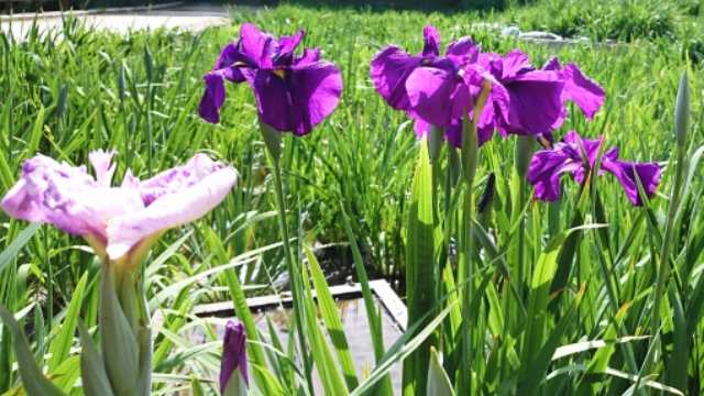 花言葉,カキツバタ