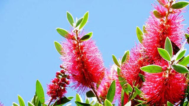 花言葉,ブラシノキ
