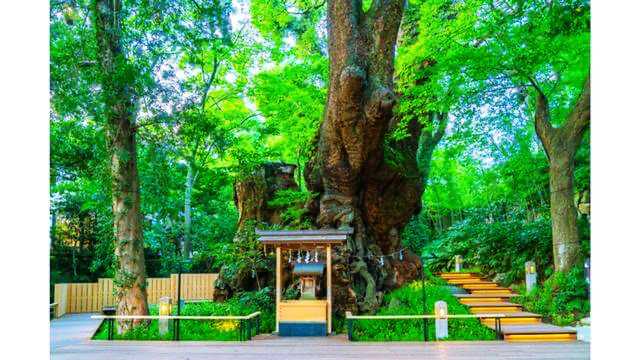 東海地方,健康運,来宮神社