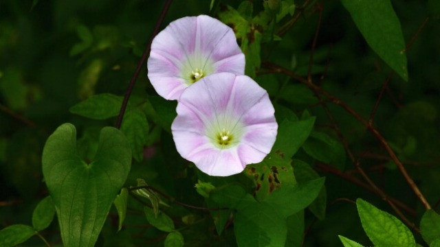 花言葉,ヒルガオ