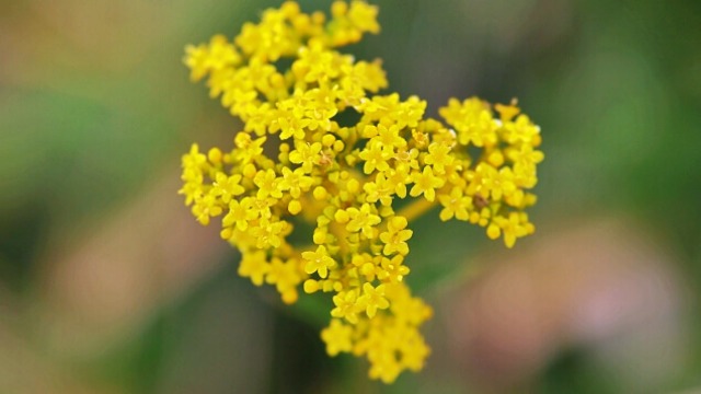 花言葉,オミナエシ