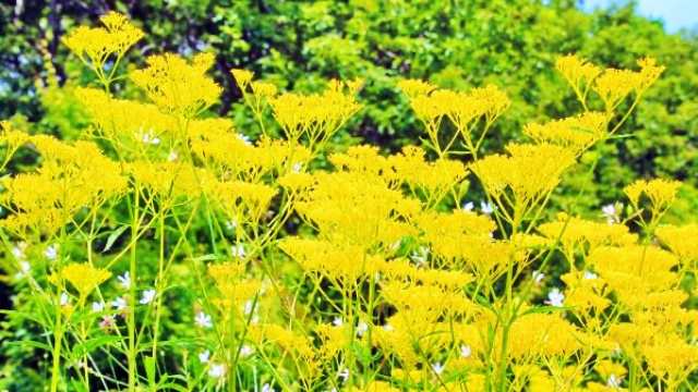 花言葉,オミナエシ