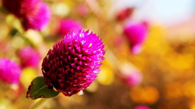 花言葉,センニチコウ