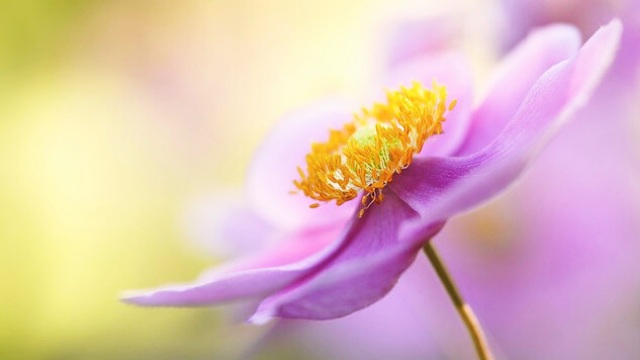 花言葉,シュウメイギク