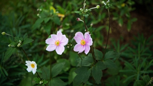 花言葉,シュウメイギク