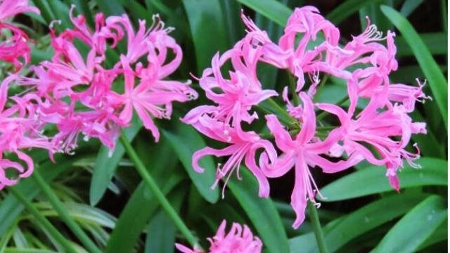 花言葉,ネリネ