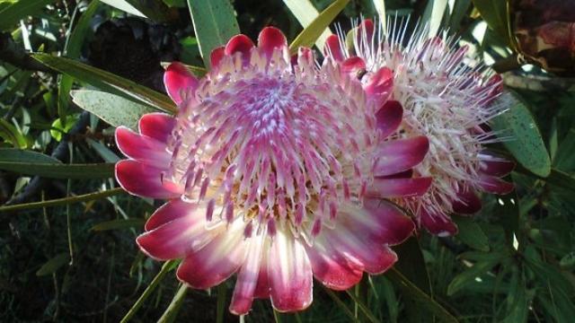 花言葉,プロテア