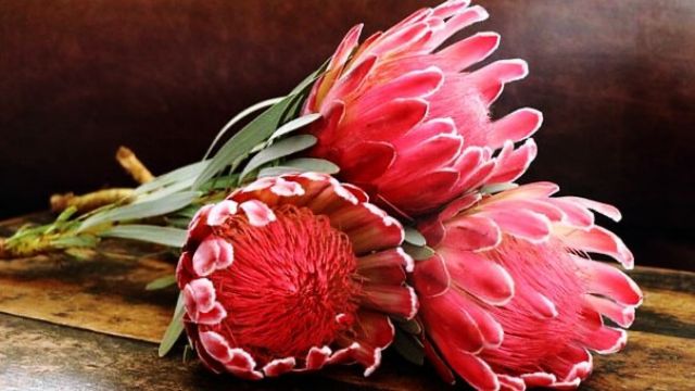 花言葉,プロテア