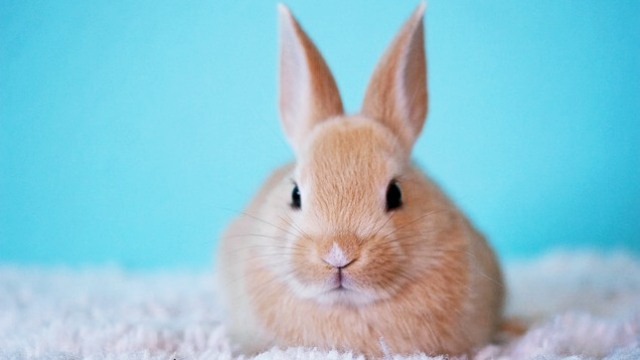 縁起物,モチーフ,うさぎ