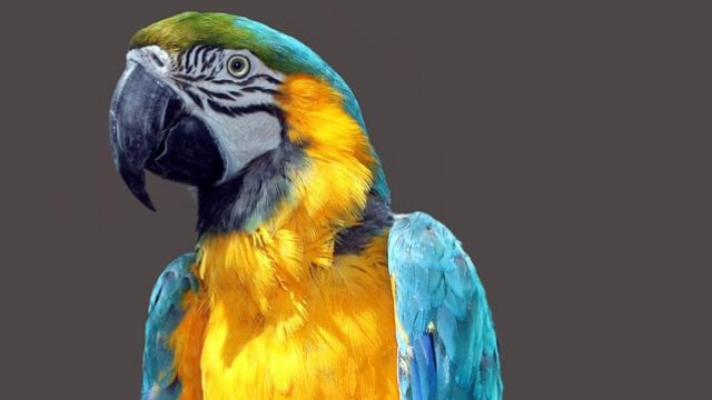 ストーリー,スピリチュアル,自由のオウム：心の中の檻