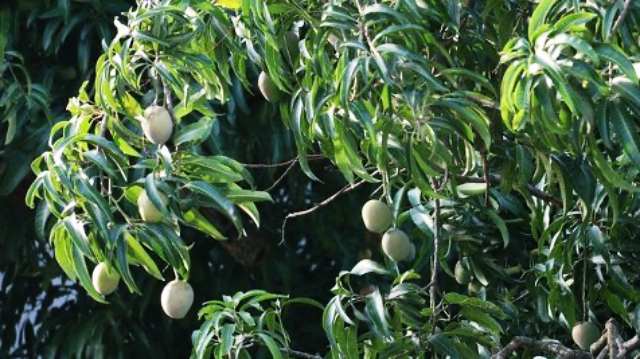 ストーリー,スピリチュアル,ある王様のストーリー：老女とマンゴーの木