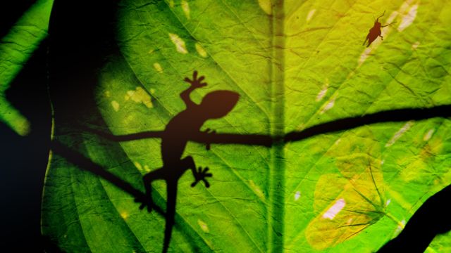 トカゲ,スピリチュアル