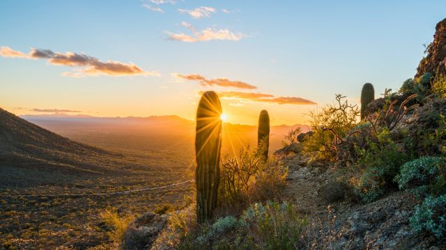 サボテン,スピリチュアル