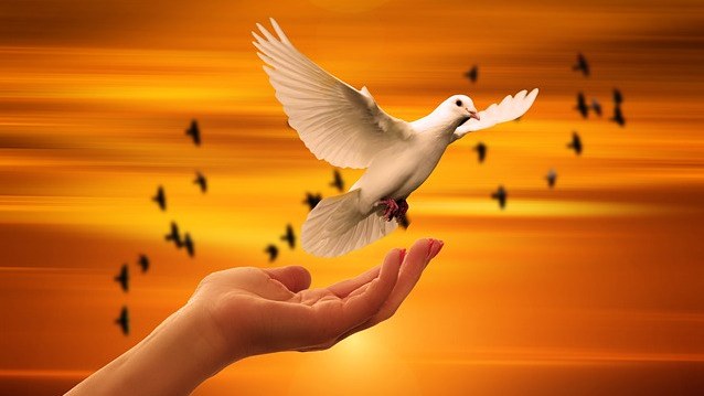 動物に好かれる人の特徴とスピリチュアルな意味