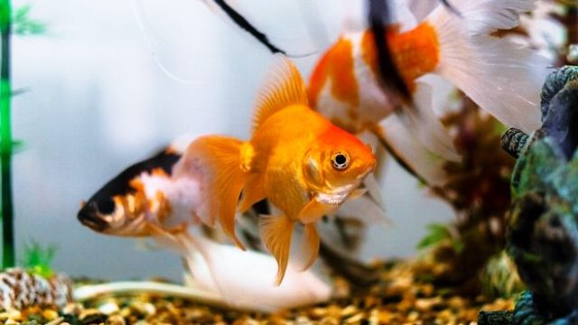 風水を取り入れた幸運を呼ぶ絵の飾り方