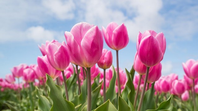 4月の開運アクションで新しいスタートを後押しする方法