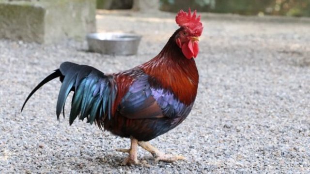 本殿を持たない石上神宮の神秘とスピリチュアルな力