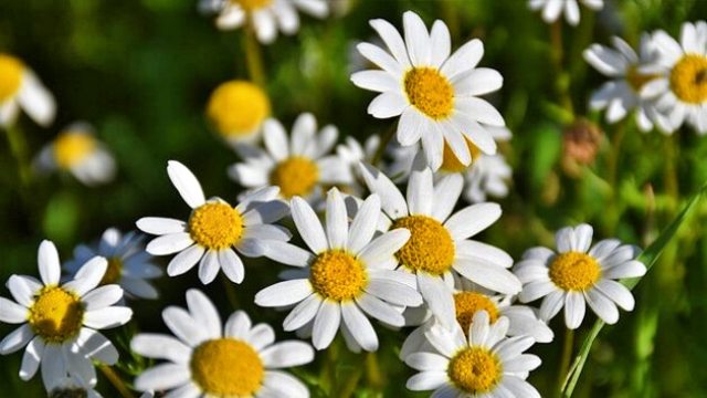 身近なもので手軽にできる毎日の占い方をわかりやすく解説